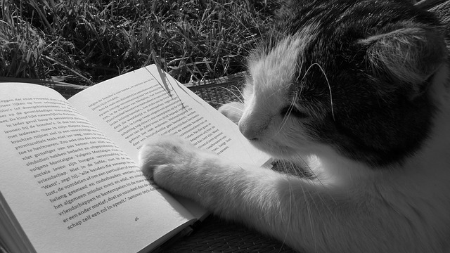 [Picture of cat reading a book]